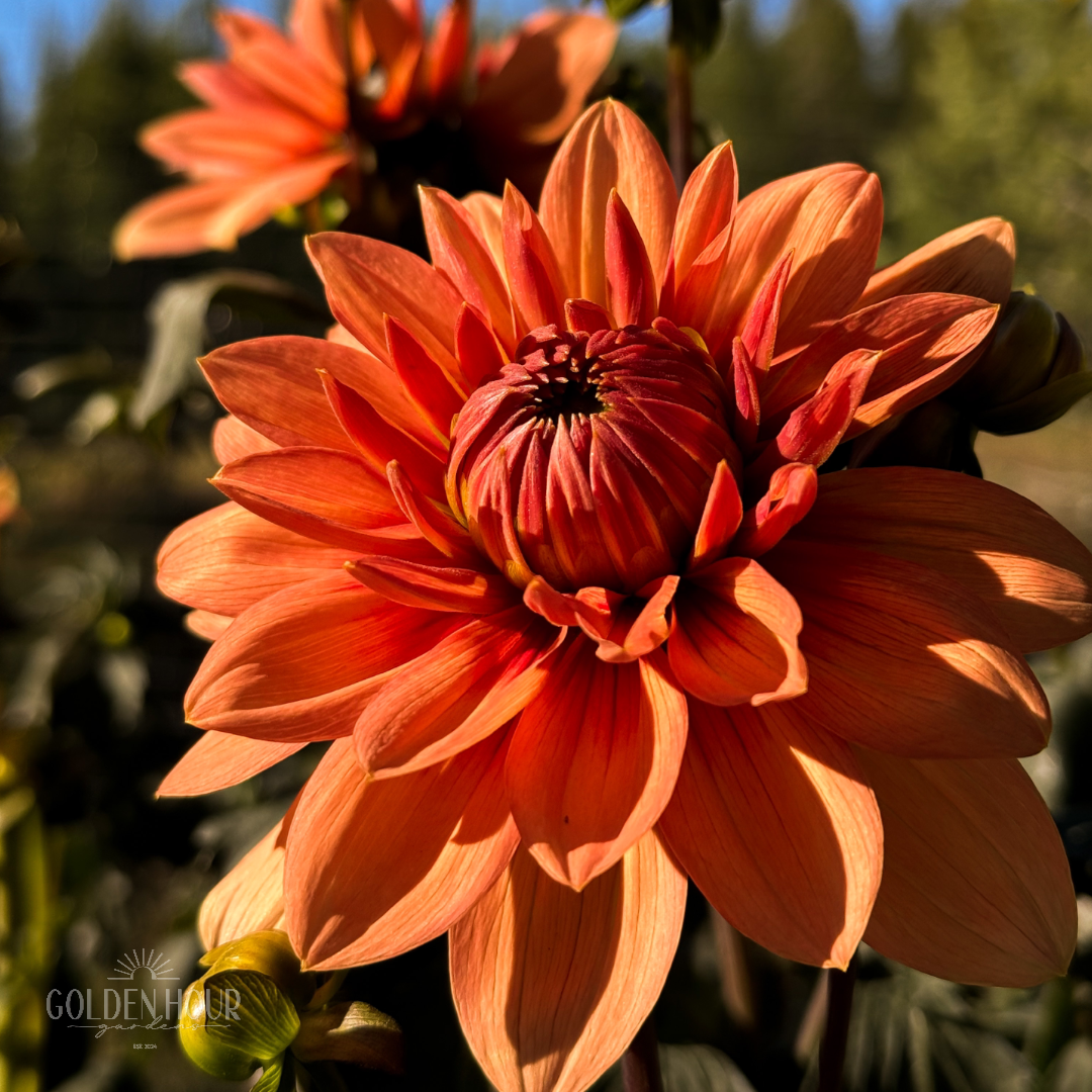 Nicholas Dahlia Tuber, Nicholas Dahlia Bulb, Nicholas Dahlia Flower, Nicholas Dahlia Sale, Nicholas Dahlia