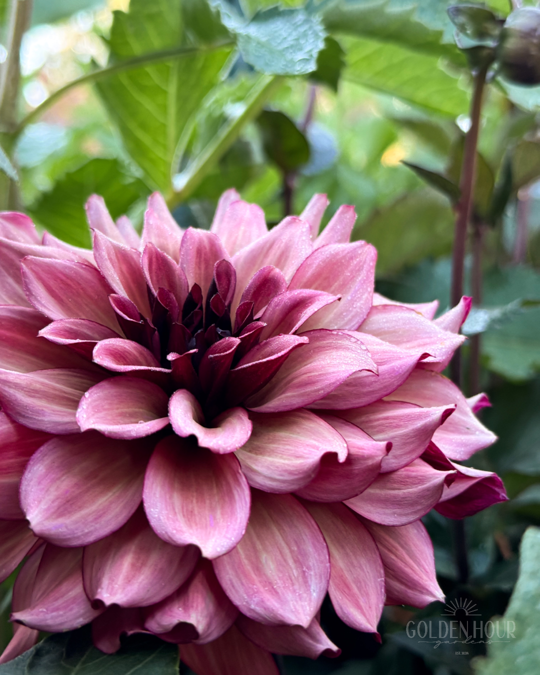 Night Silence Dahlia Tuber, Night Silence Dahlia Bulb, Night Silence Dahlia Flower, Night Silence Dahlia Bloom
