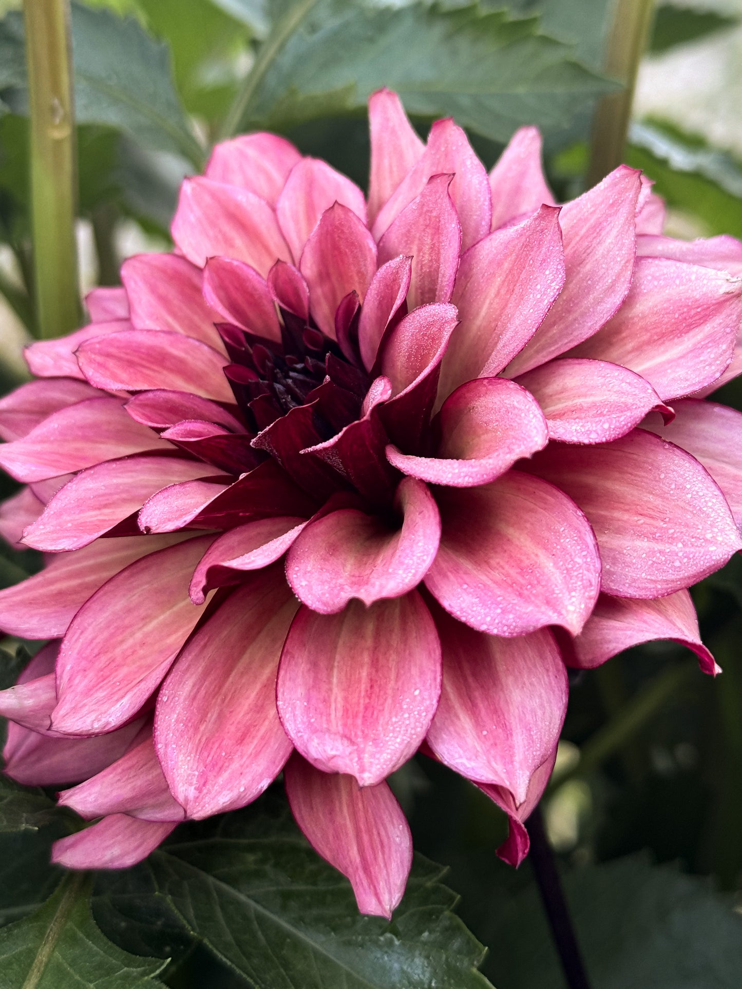 Night Silence Dahlia Tuber, Night Silence Dahlia Bulb, Night Silence Dahlia Flower, Night Silence Dahlia Bloom