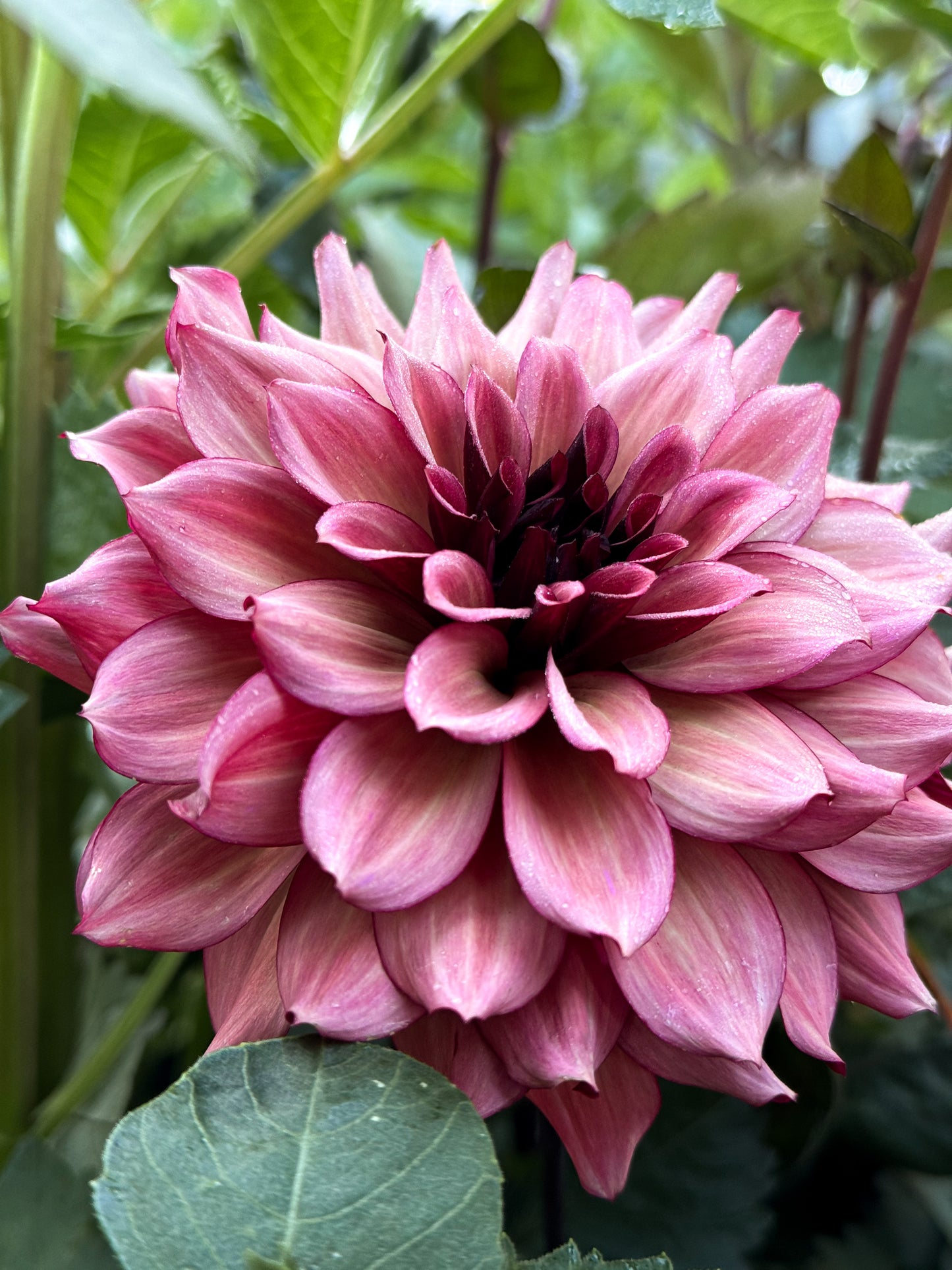 Night Silence Dahlia Tuber, Night Silence Dahlia Bulb, Night Silence Dahlia Flower, Night Silence Dahlia Bloom