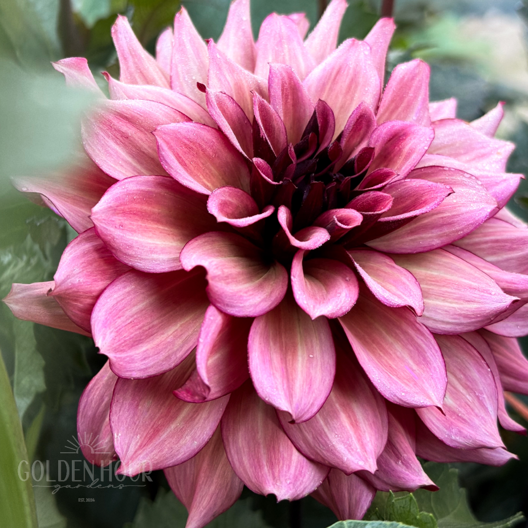 Night Silence Dahlia Tuber, Night Silence Dahlia Bulb, Night Silence Dahlia Flower, Night Silence Dahlia Bloom