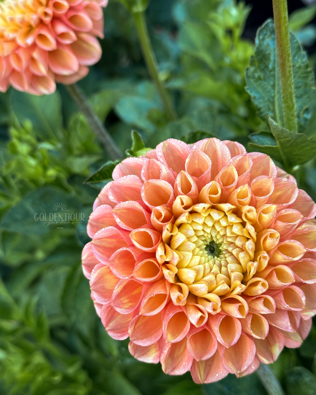 Oh Honey Dahlia Tuber, Oh Honey Dahlia Bulb, Oh Honey Dahlia Flower, Oh Honey Dahlia for Sale, Oh Honey Dahlia 