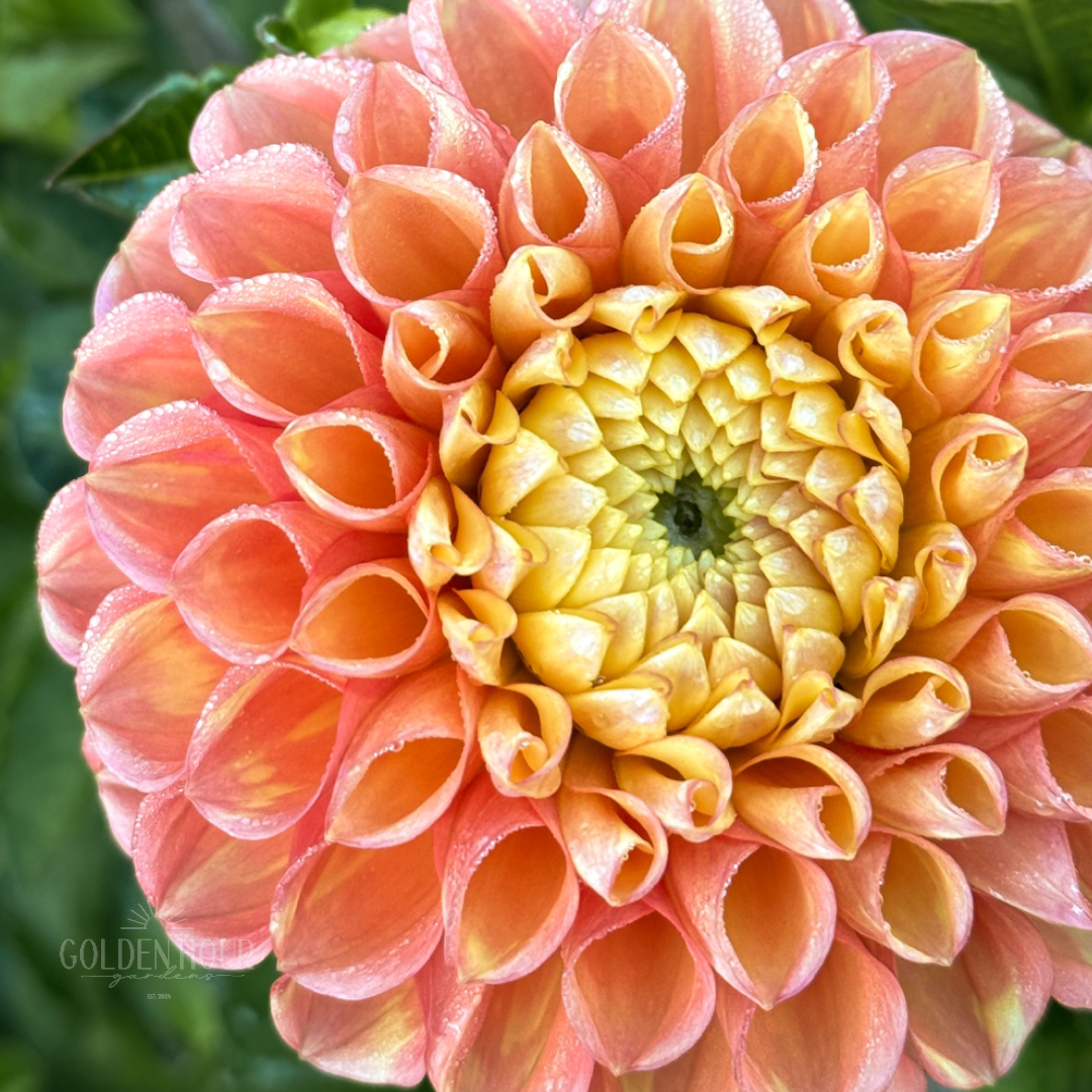 Oh Honey Dahlia Tuber, Oh Honey Dahlia Bulb, Oh Honey Dahlia Flower, Oh Honey Dahlia for Sale, Oh Honey Dahlia 