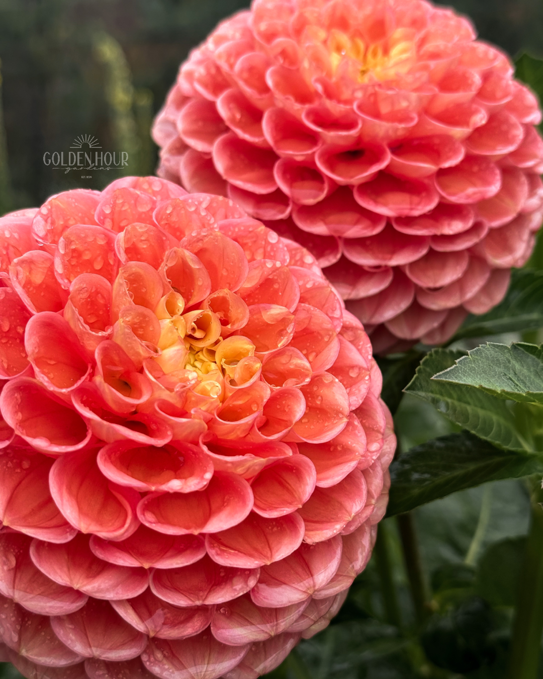 Oh Honey Dahlia Tuber, Oh Honey Dahlia Bulb, Oh Honey Dahlia Flower, Oh Honey Dahlia for Sale, Oh Honey Dahlia 