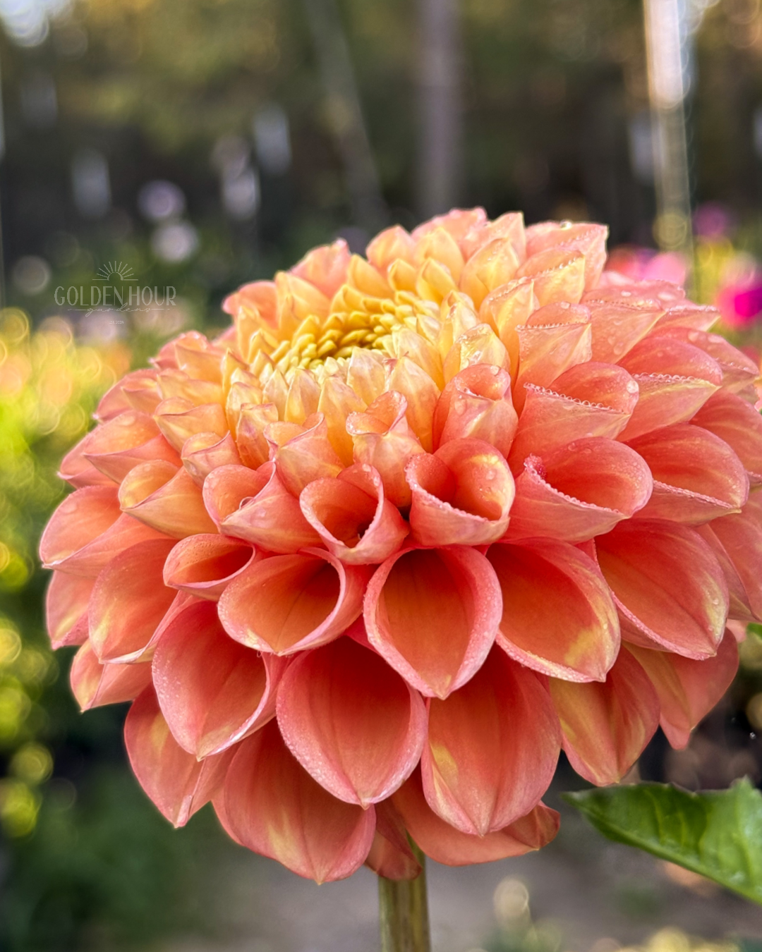 Oh Honey Dahlia Tuber, Oh Honey Dahlia Bulb, Oh Honey Dahlia Flower, Oh Honey Dahlia for Sale, Oh Honey Dahlia 