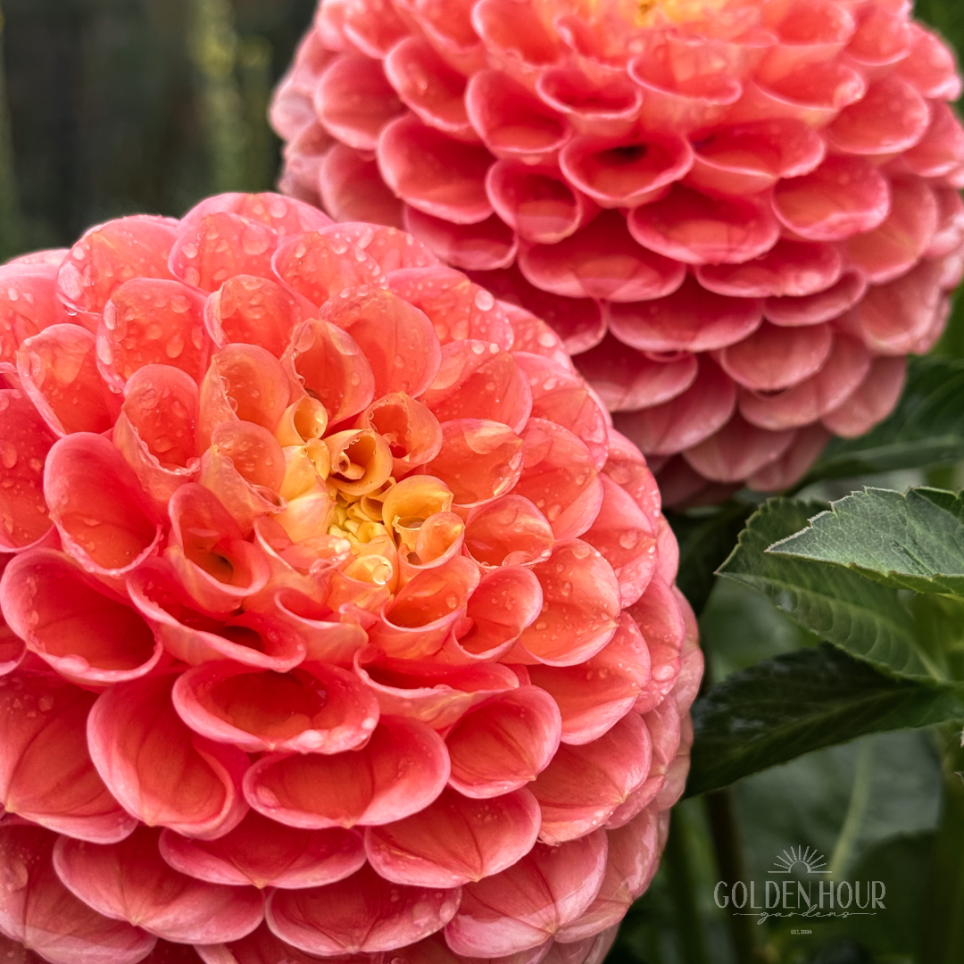 Oh Honey Dahlia Tuber, Oh Honey Dahlia Bulb, Oh Honey Dahlia Flower, Oh Honey Dahlia for Sale, Oh Honey Dahlia 