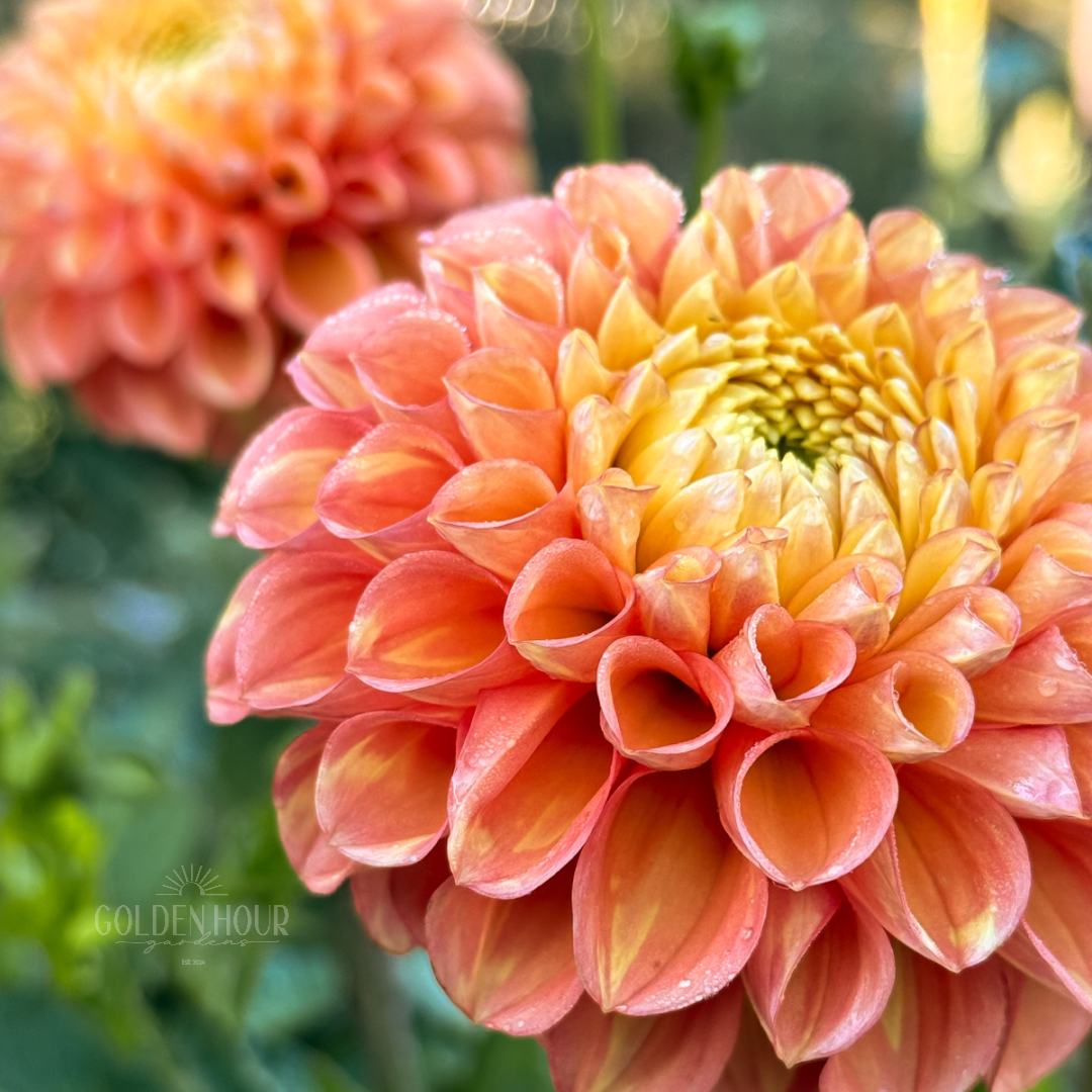 Oh Honey Dahlia Tuber, Oh Honey Dahlia Bulb, Oh Honey Dahlia Flower, Oh Honey Dahlia for Sale, Oh Honey Dahlia 