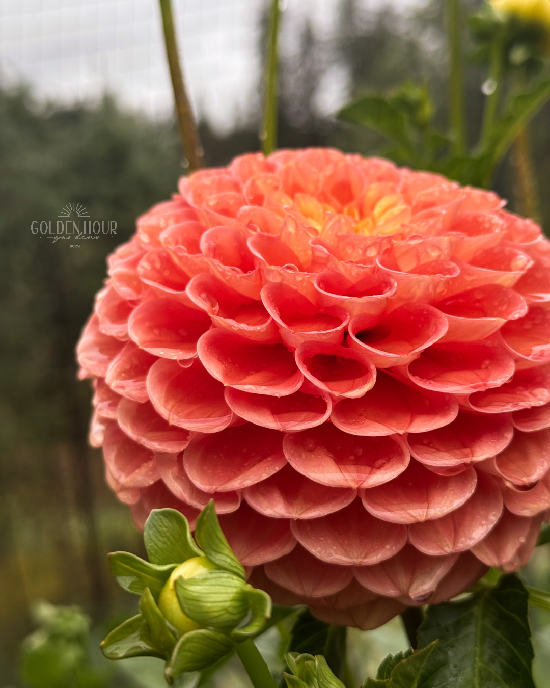 Oh Honey Dahlia Tuber, Oh Honey Dahlia Bulb, Oh Honey Dahlia Flower, Oh Honey Dahlia for Sale, Oh Honey Dahlia 