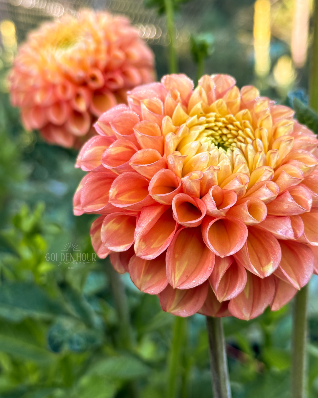 Oh Honey Dahlia Tuber, Oh Honey Dahlia Bulb, Oh Honey Dahlia Flower, Oh Honey Dahlia for Sale, Oh Honey Dahlia 