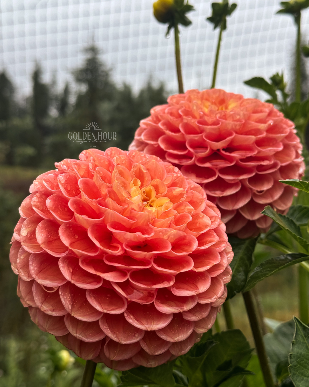 Oh Honey Dahlia Tuber, Oh Honey Dahlia Bulb, Oh Honey Dahlia Flower, Oh Honey Dahlia for Sale, Oh Honey Dahlia 