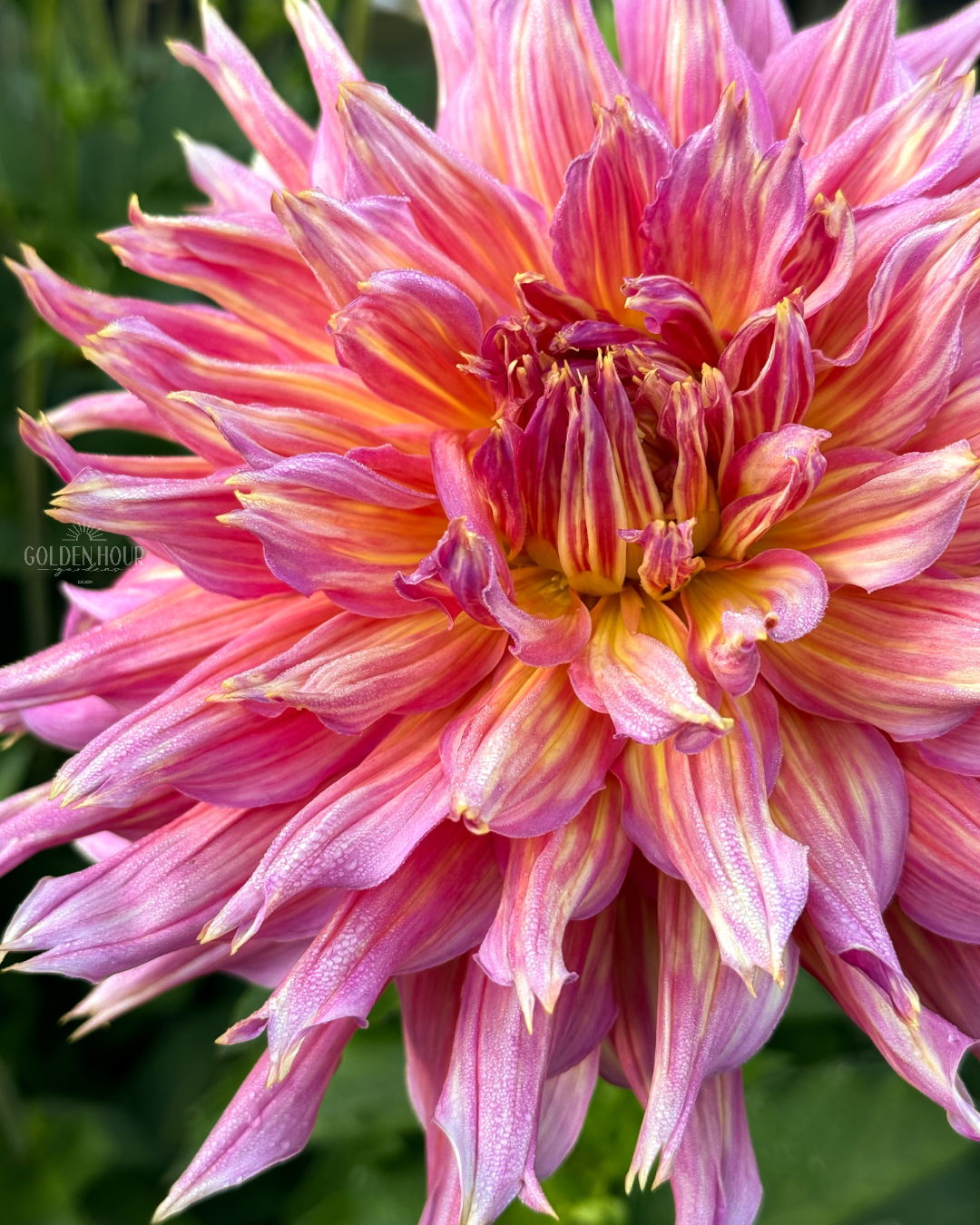 Omega Dahlia Tuber, Omega Dahlia Bulb, Omega Dahlia Flower, Omega Dahlia Sale, Omega Dahlia