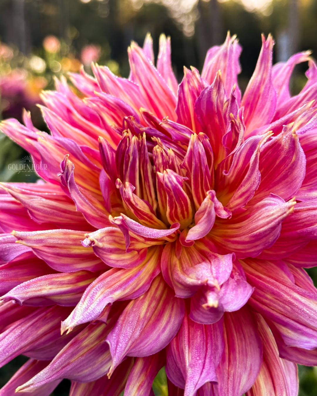 Omega Dahlia Tuber, Omega Dahlia Bulb, Omega Dahlia Flower, Omega Dahlia Sale, Omega Dahlia