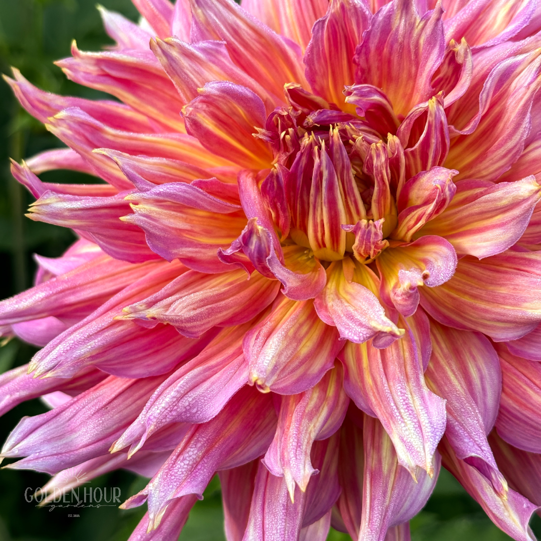 Omega Dahlia Tuber, Omega Dahlia Bulb, Omega Dahlia Flower, Omega Dahlia Sale, Omega Dahlia