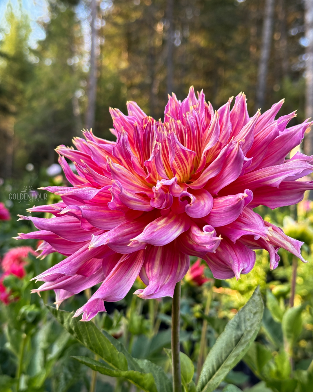 Omega Dahlia Tuber, Omega Dahlia Bulb, Omega Dahlia Flower, Omega Dahlia Sale, Omega Dahlia