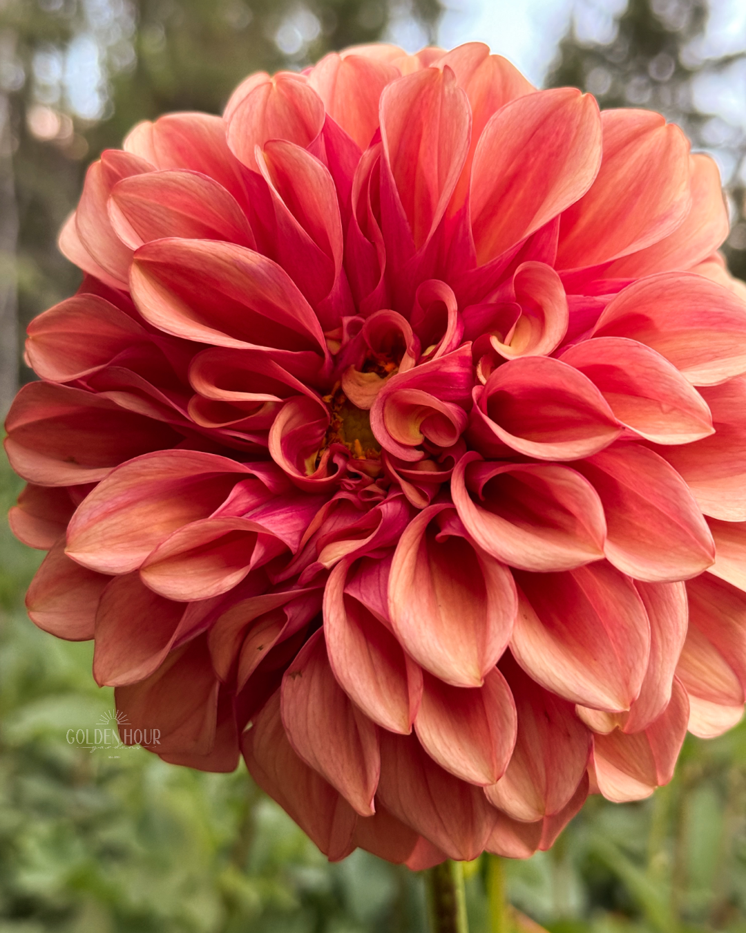 Orange Globe Dahlia Tuber, Orange Globe Dahlia Bulb, Orange Globe Dahlia Flower, Orange Globe Dahlia Sale