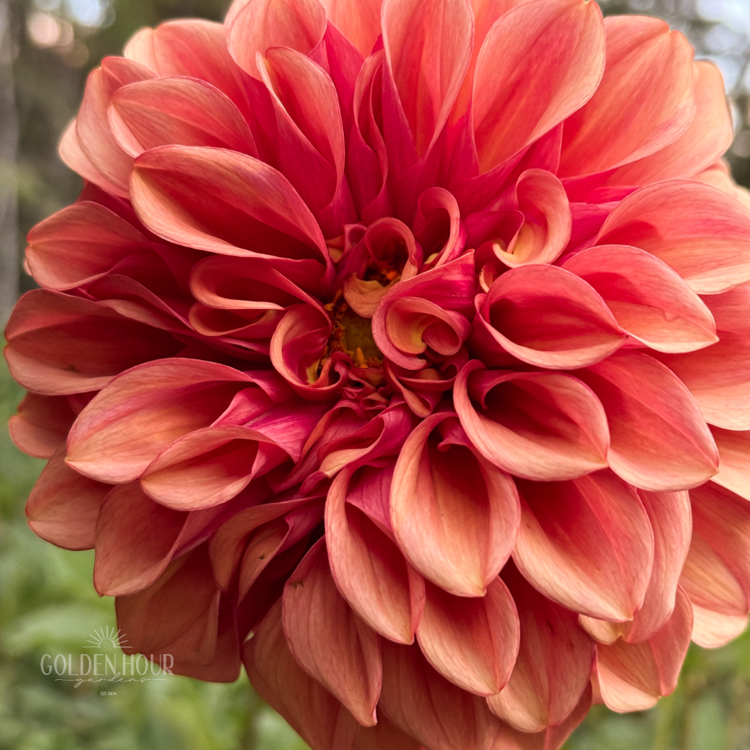 Orange Globe Dahlia Tuber, Orange Globe Dahlia Bulb, Orange Globe Dahlia Flower, Orange Globe Dahlia Sale