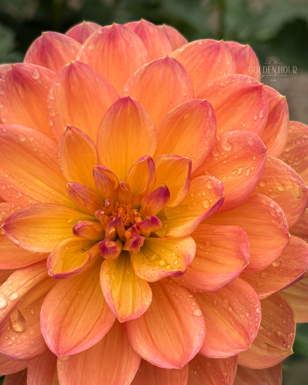 Pam Howden Dahlia Tuber, Pam Howden Dahlia Bulb, Pam Howden Dahlia Flower, Pam Howden Dahlia Sale