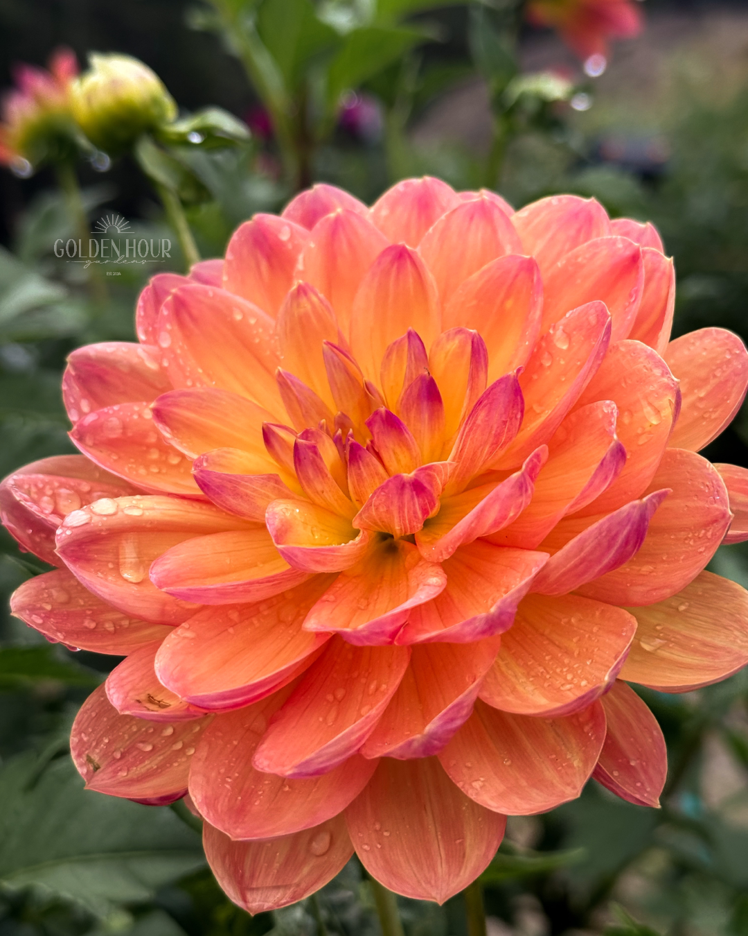 Pam Howden Dahlia Tuber, Pam Howden Dahlia Bulb, Pam Howden Dahlia Flower, Pam Howden Dahlia Sale