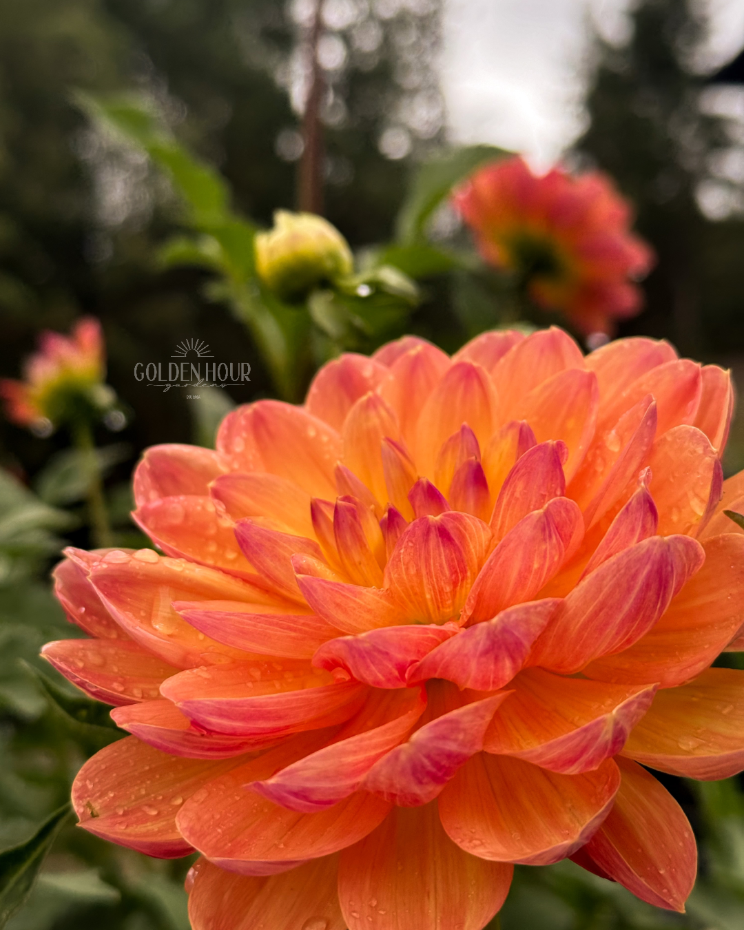 Pam Howden Dahlia Tuber, Pam Howden Dahlia Bulb, Pam Howden Dahlia Flower, Pam Howden Dahlia Sale