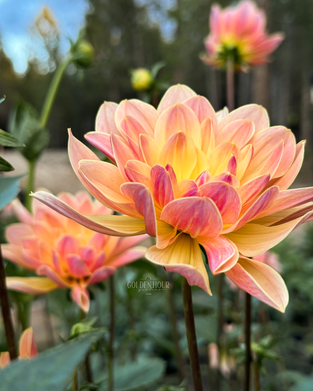 Pat Fearey Dahlia Tuber, Pat Fearey Dahlia Bulb, Pat Fearey Dahlia Flower, Pat Fearey Dahlia Sale
