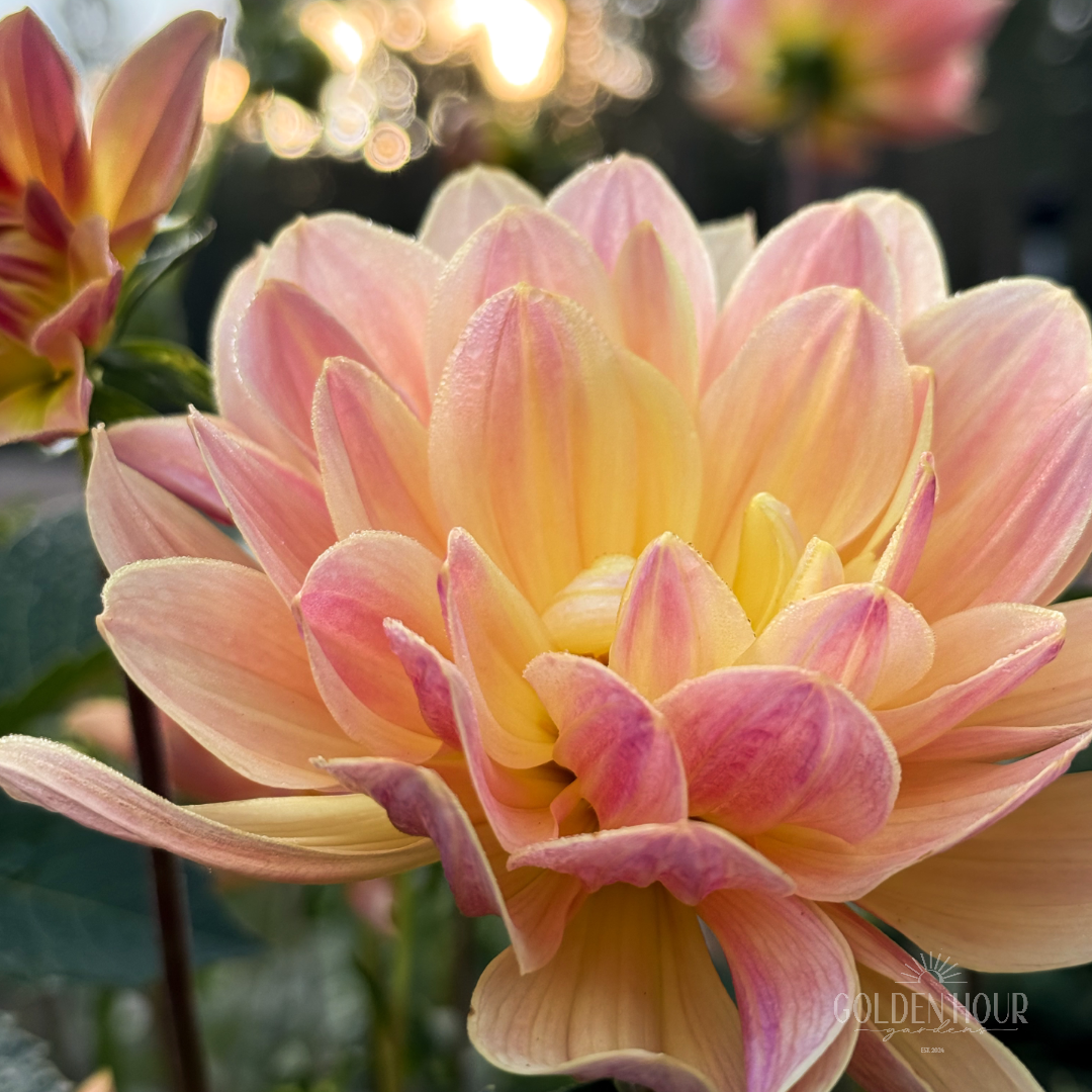 Pat Fearey Dahlia Tuber, Pat Fearey Dahlia Bulb, Pat Fearey Dahlia Flower, Pat Fearey Dahlia Sale