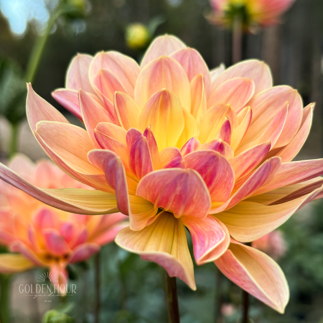 Pat Fearey Dahlia Tuber, Pat Fearey Dahlia Bulb, Pat Fearey Dahlia Flower, Pat Fearey Dahlia Sale