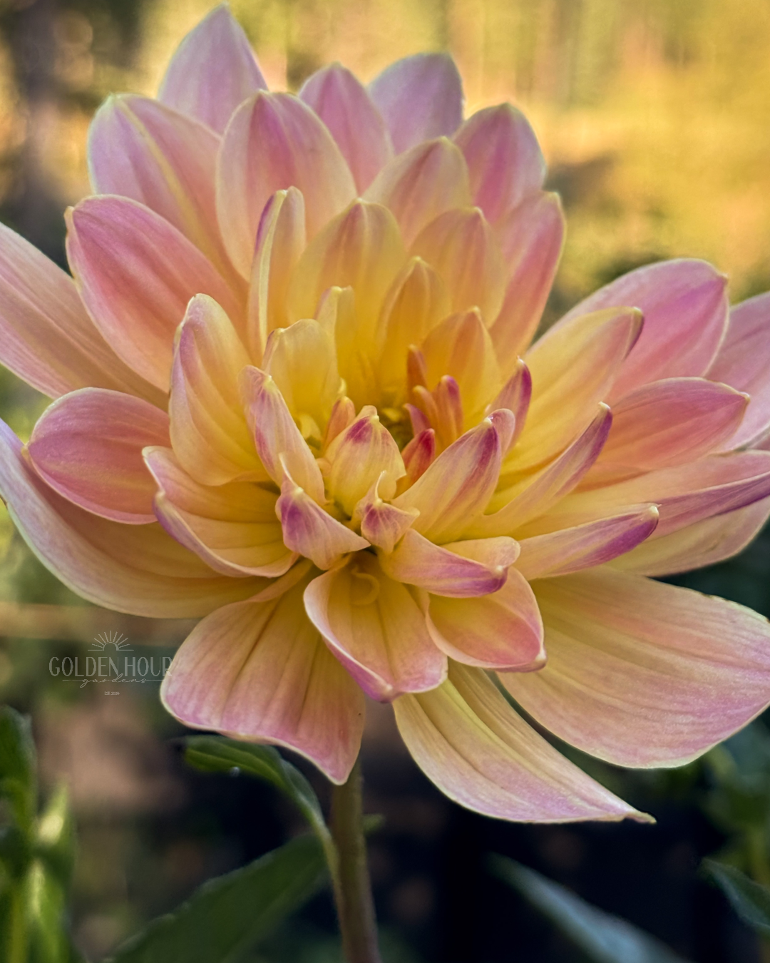 Pat Fearey Dahlia Tuber, Pat Fearey Dahlia Bulb, Pat Fearey Dahlia Flower, Pat Fearey Dahlia Sale