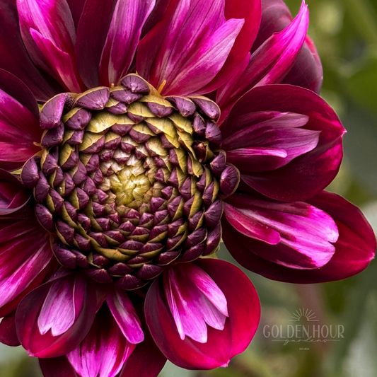 Rosie Raven Dahlia Tuber, Rosie Raven Dahlia Bulb, Rosie Raven Dahlia Flower, Rosie Raven Dahlia Bloom