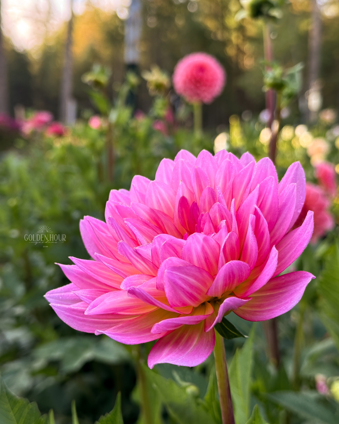 Ruthie G Dahlia Tuber, Ruthie G Dahlia Bulb, Ruthie G Dahlia Flower, Ruthie G Dahlia Sale, 