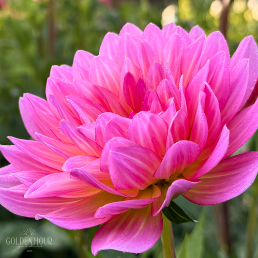 Ruthie G Dahlia Tuber, Ruthie G Dahlia Bulb, Ruthie G Dahlia Flower, Ruthie G Dahlia Sale, Ruthie G Dahlia