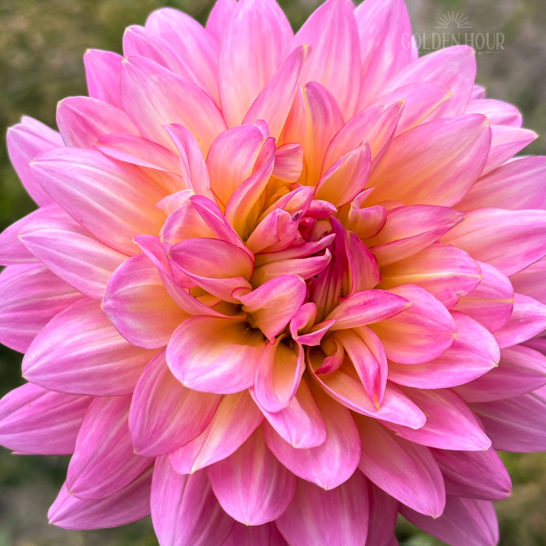 Ruthie G Dahlia Tuber, Ruthie G Dahlia Bulb, Ruthie G Dahlia Flower, Ruthie G Dahlia Sale, 