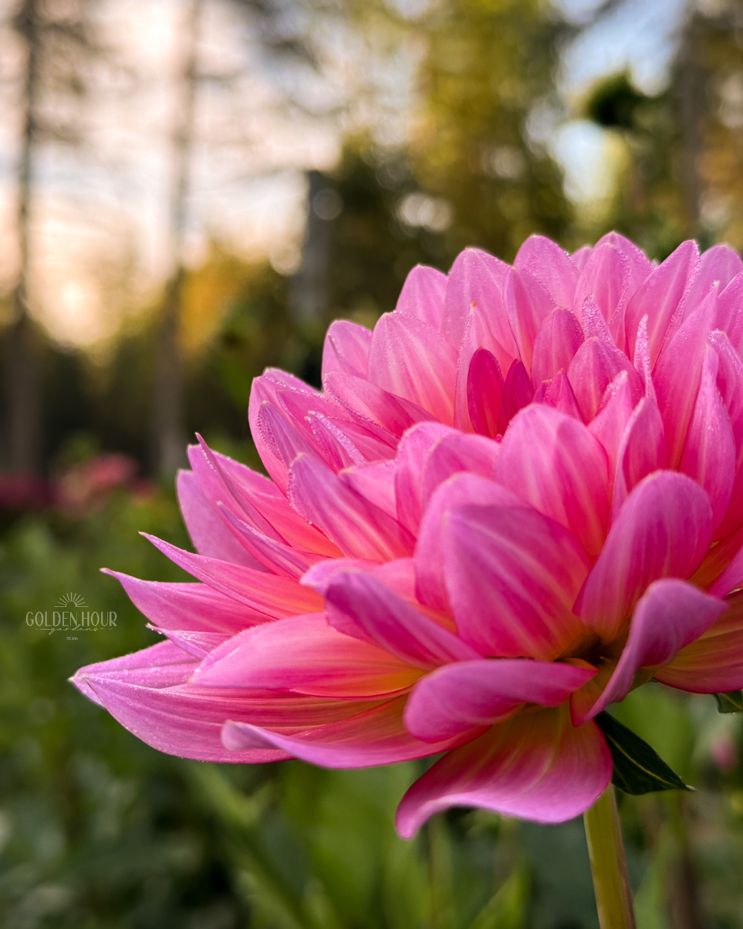 Ruthie G Dahlia Tuber, Ruthie G Dahlia Bulb, Ruthie G Dahlia Flower, Ruthie G Dahlia Sale, 