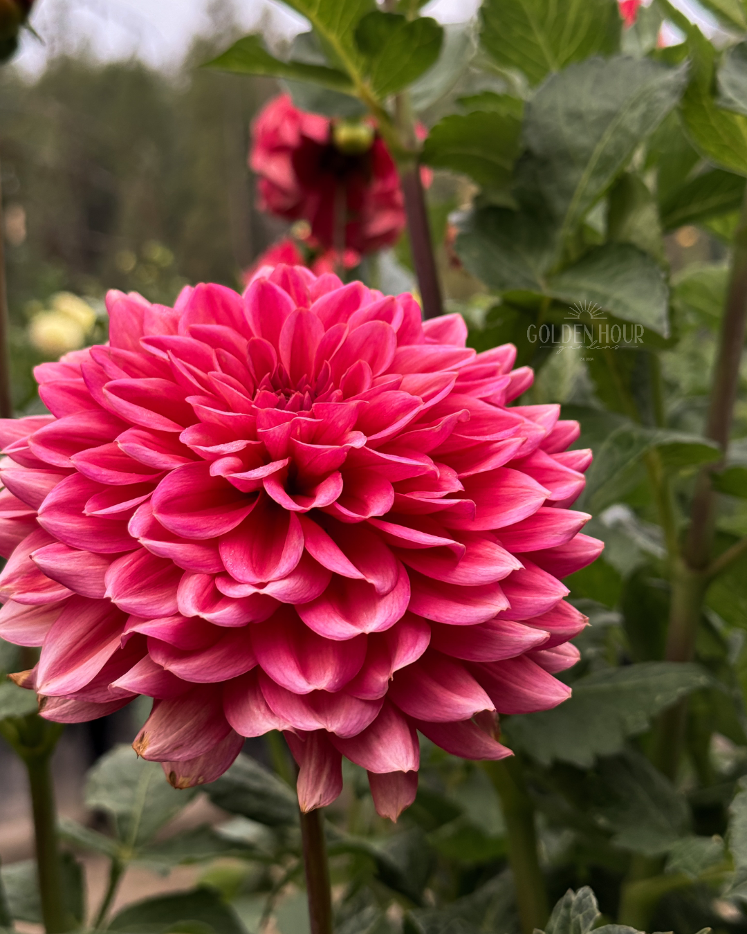 Salmon Runner Dahlia Tuber, Salmon Runner Dahlia Bulb, Salmon Runner Dahlia Flower, Salmon Runner Dahlia Bloom, Salmon Runner Dahlia Sale