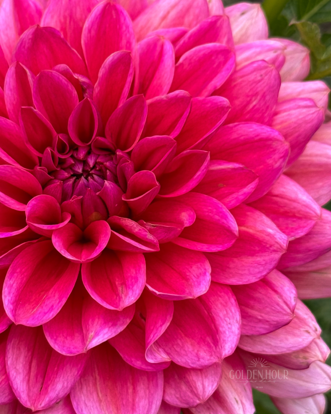 Salmon Runner Dahlia Tuber, Salmon Runner Dahlia Bulb, Salmon Runner Dahlia Flower, Salmon Runner Dahlia Bloom