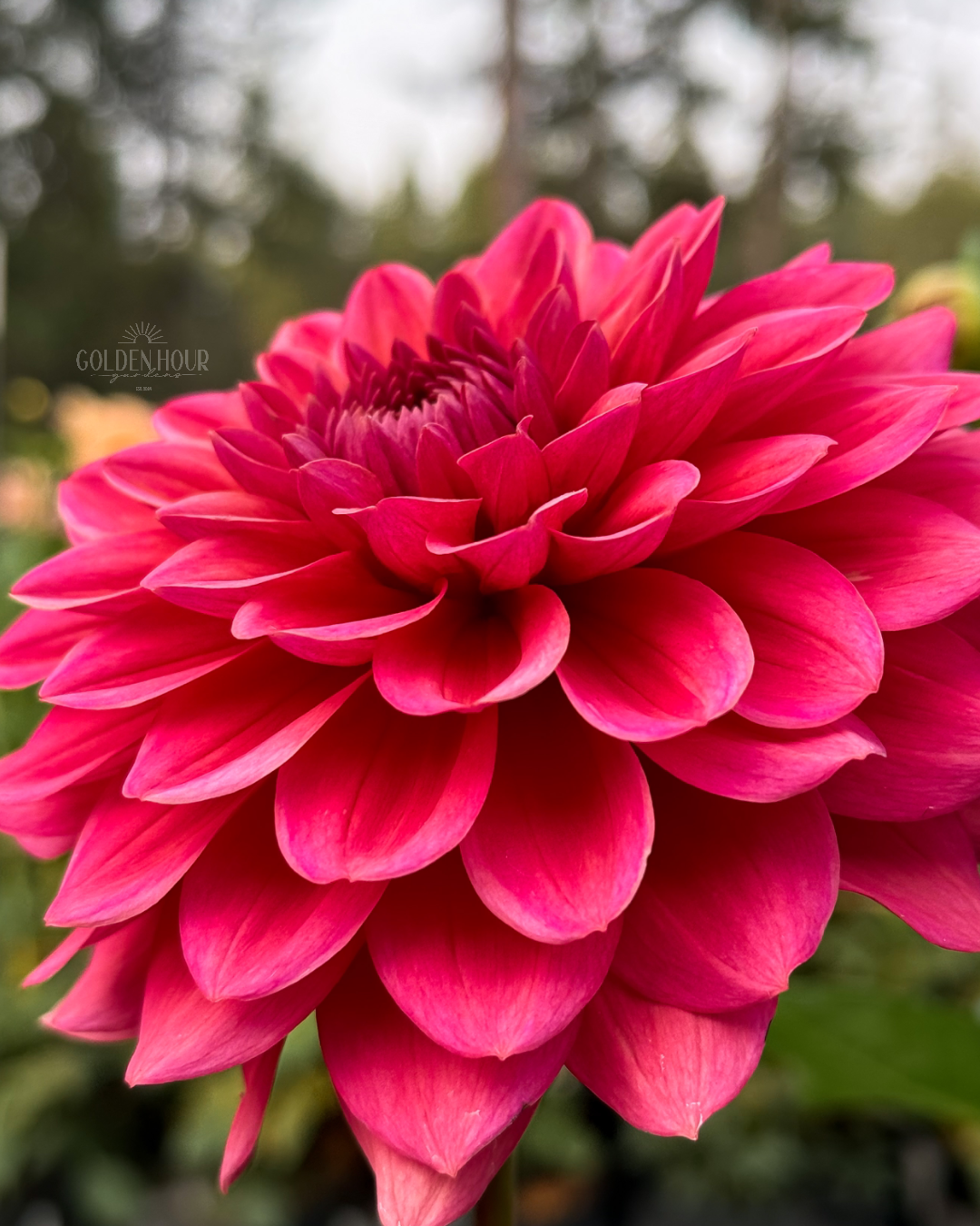 Salmon Runner Dahlia Tuber, Salmon Runner Dahlia Bulb, Salmon Runner Dahlia Flower, Salmon Runner Dahlia Bloom, Salmon Runner Dahlia Sale