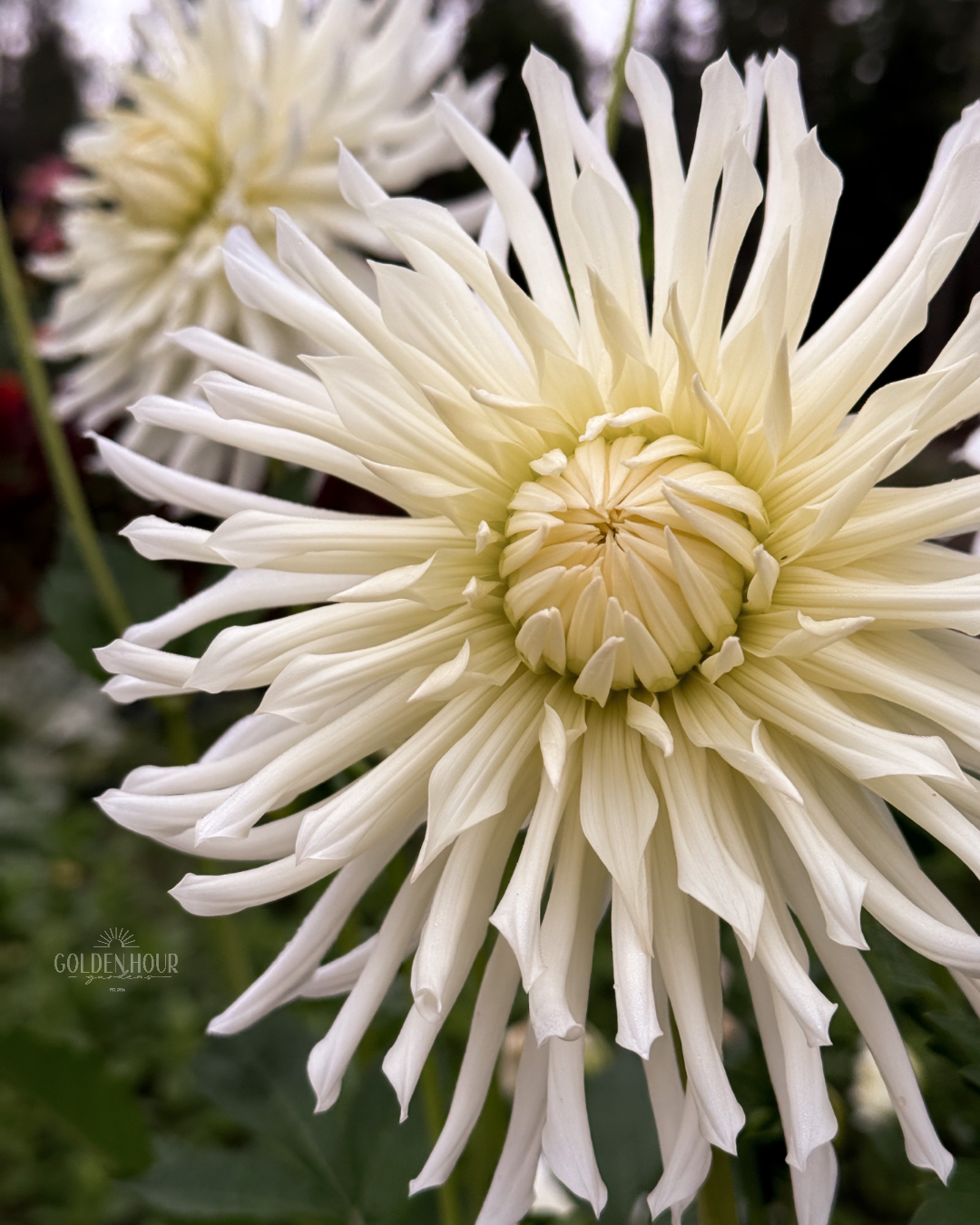 Sandia Icicle Dahlia Tuber, Sandia Icicle Dahlia Flower, Sandia Icicle Dahlia Bulb, Sandia Icicle Dahlia Sale, Sandia Icicle Dahlia