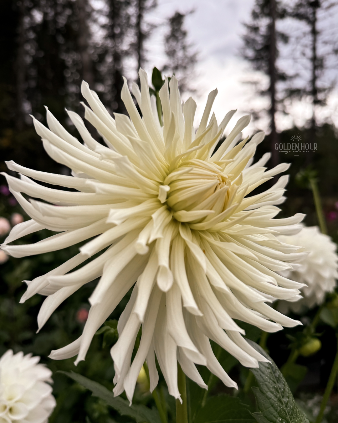 Sandia Icicle Dahlia Tuber, Sandia Icicle Dahlia Flower, Sandia Icicle Dahlia Bulb, Sandia Icicle Dahlia Sale, Sandia Icicle Dahlia