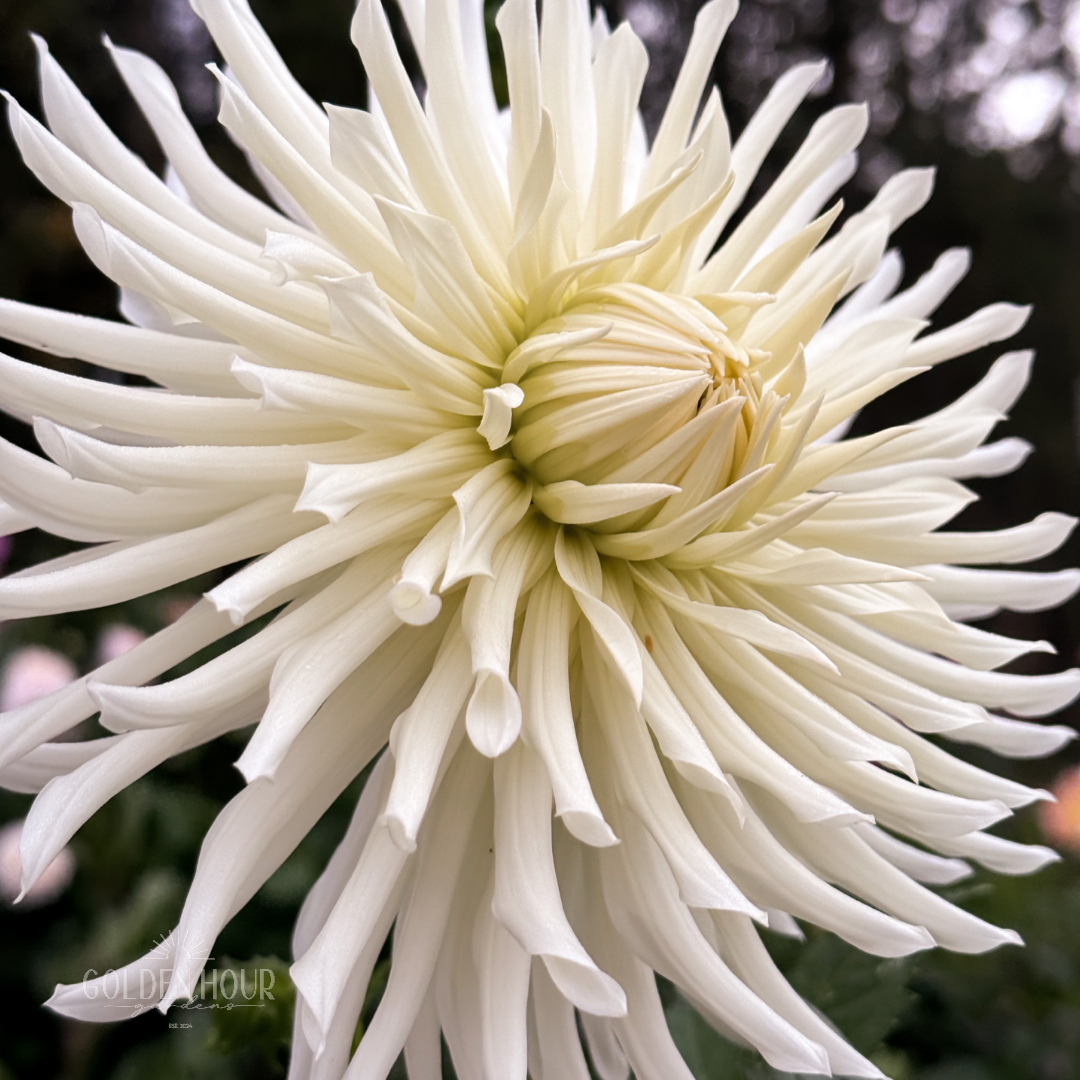 Sandia Icicle Dahlia Tuber, Sandia Icicle Dahlia Flower, Sandia Icicle Dahlia Bulb, Sandia Icicle Dahlia Sale, Sandia Icicle Dahlia