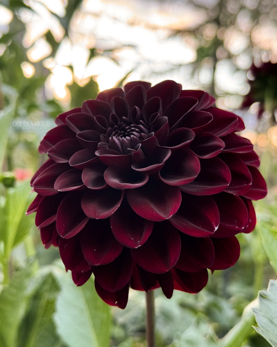 Shadow Cat Dahlia Tuber, Shadow Cat Dahlia Bulb, Shadow Cat Dahlia Flower, Shadow Cat Dahlia Salde, Shadow Cat Dahlia