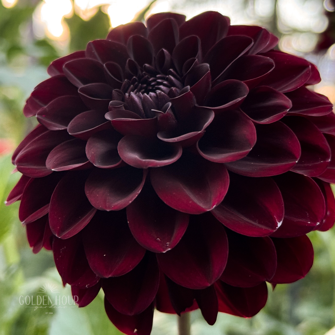 Shadow Cat Dahlia Tuber, Shadow Cat Dahlia Bulb, Shadow Cat Dahlia Flower, Shadow Cat Dahlia Salde, Shadow Cat Dahlia