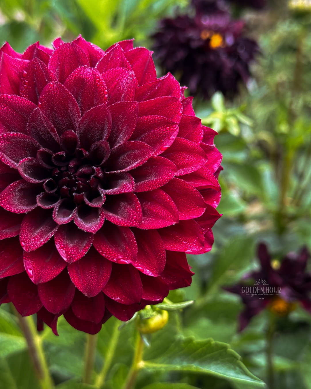 Shadow Cat Dahlia Tuber, Shadow Cat Dahlia Bulb, Shadow Cat Dahlia Flower, Shadow Cat Dahlia Salde, Shadow Cat Dahlia