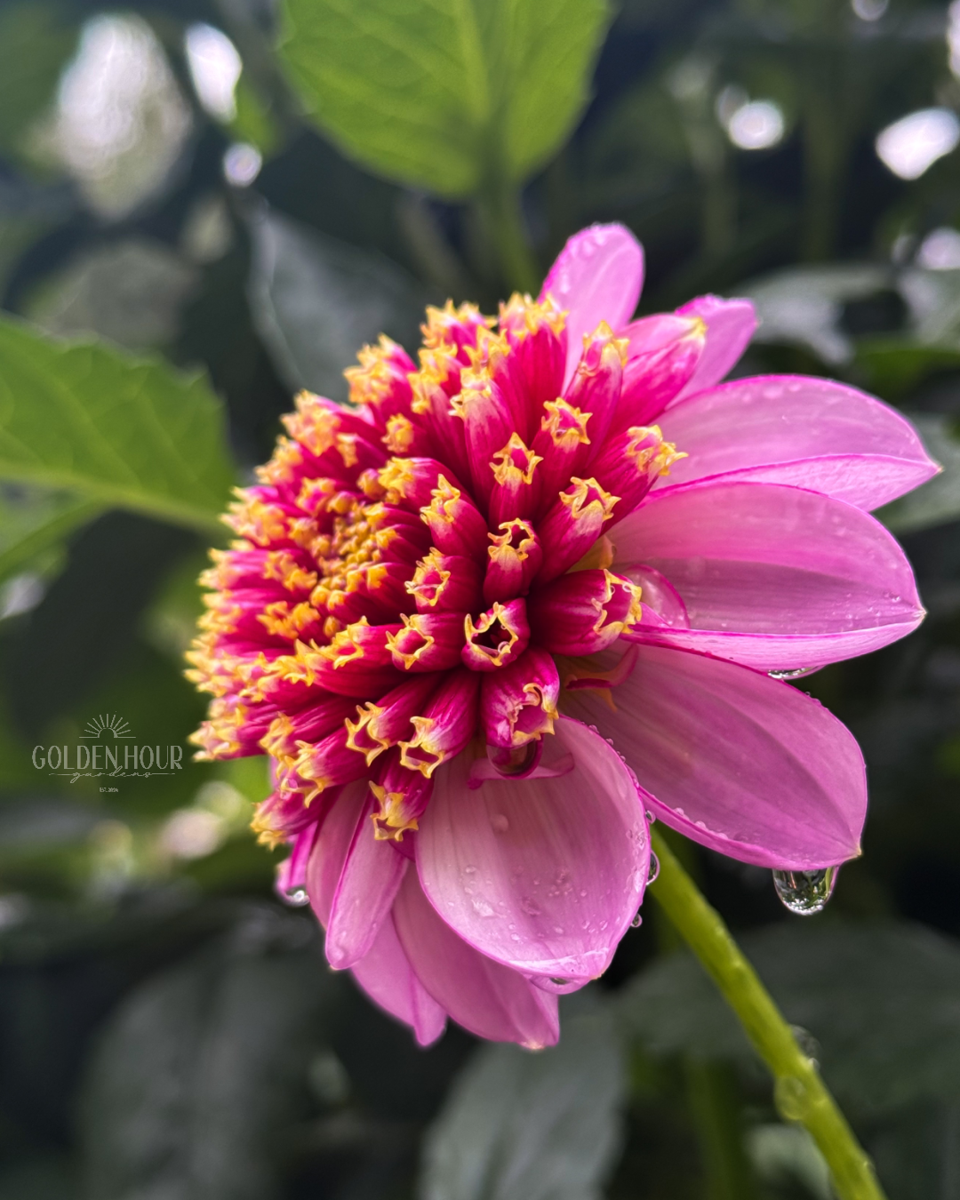 Twilite Dahlia Tuber, Twilite Dahlia Bulb, Twilite Dahlia Flower, Twilite Dahlia Sale, Twilite Dahlia 