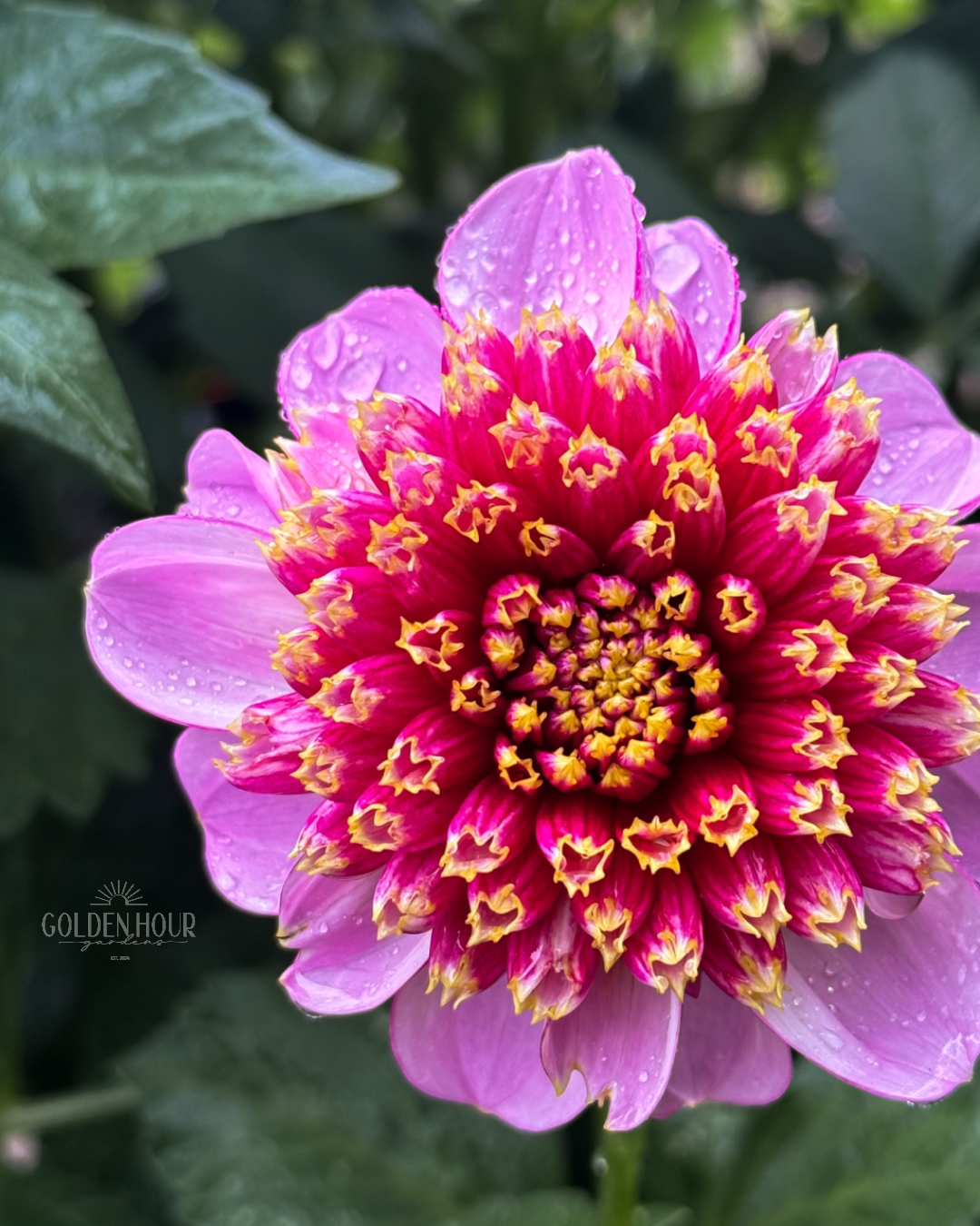 Twilite Dahlia Tuber, Twilite Dahlia Bulb, Twilite Dahlia Flower, Twilite Dahlia Sale, Twilite Dahlia 