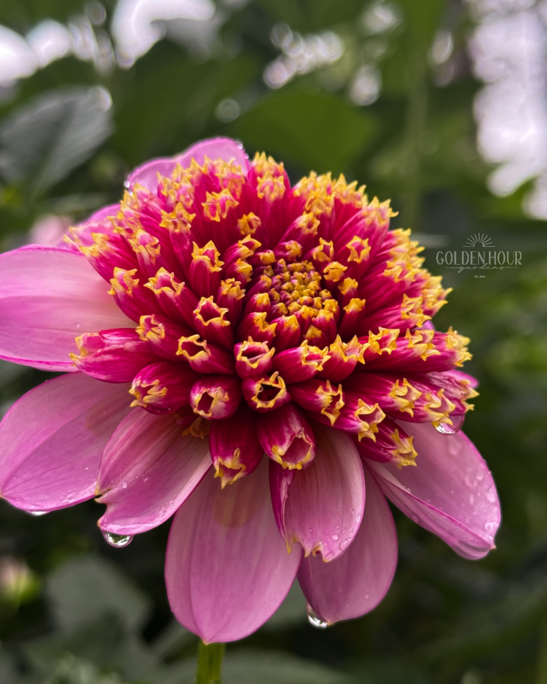 Twilite Dahlia Tuber, Twilite Dahlia Bulb, Twilite Dahlia Flower, Twilite Dahlia Sale, Twilite Dahlia 