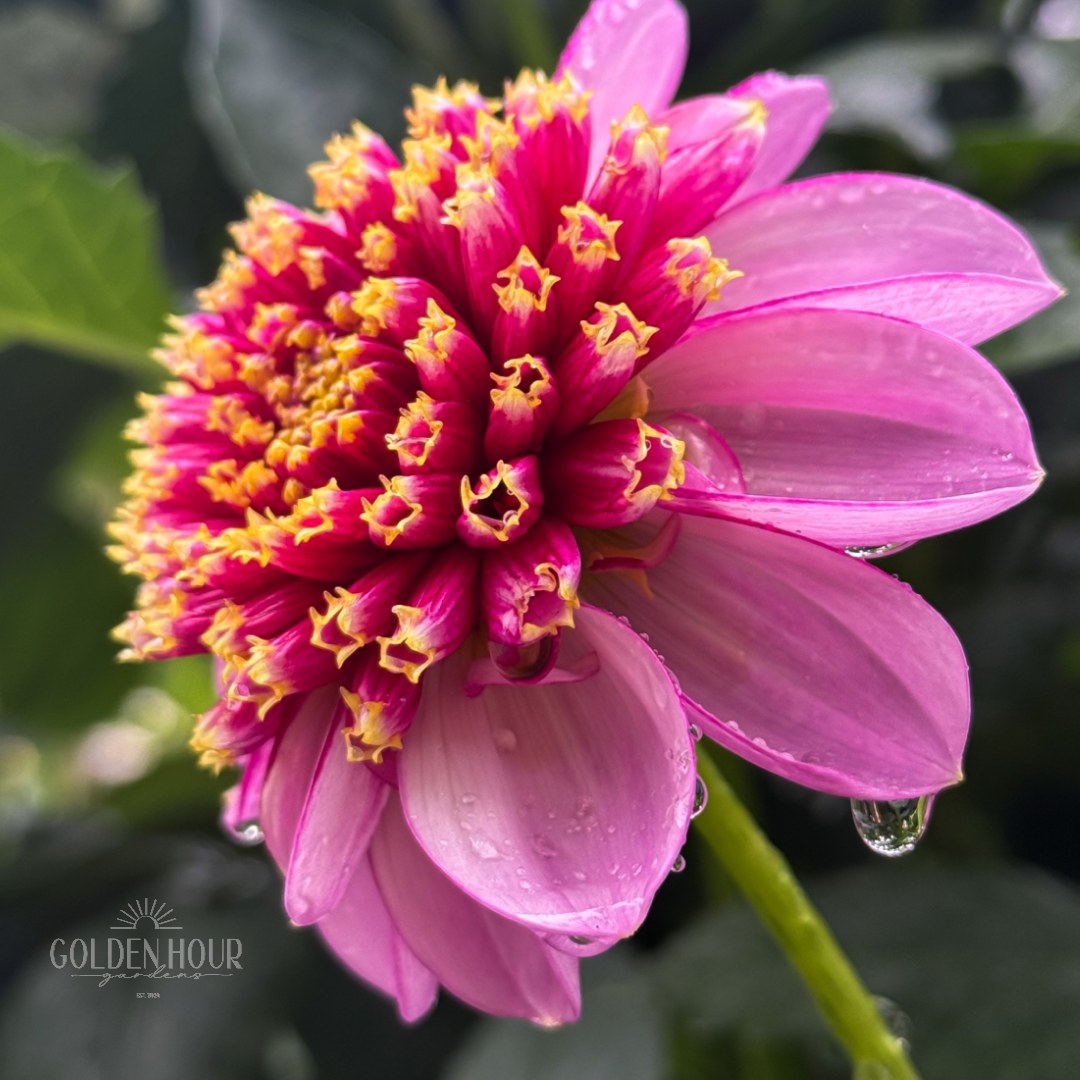 Twilite Dahlia Tuber, Twilite Dahlia Bulb, Twilite Dahlia Flower, Twilite Dahlia Sale, Twilite Dahlia 