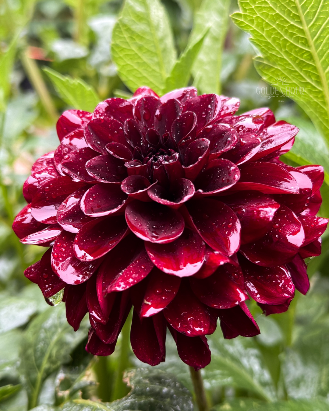 Lights out dahlia tuber, Lights out dahlia bulb, Lights out dahlia flower, Lights out dahlia sale