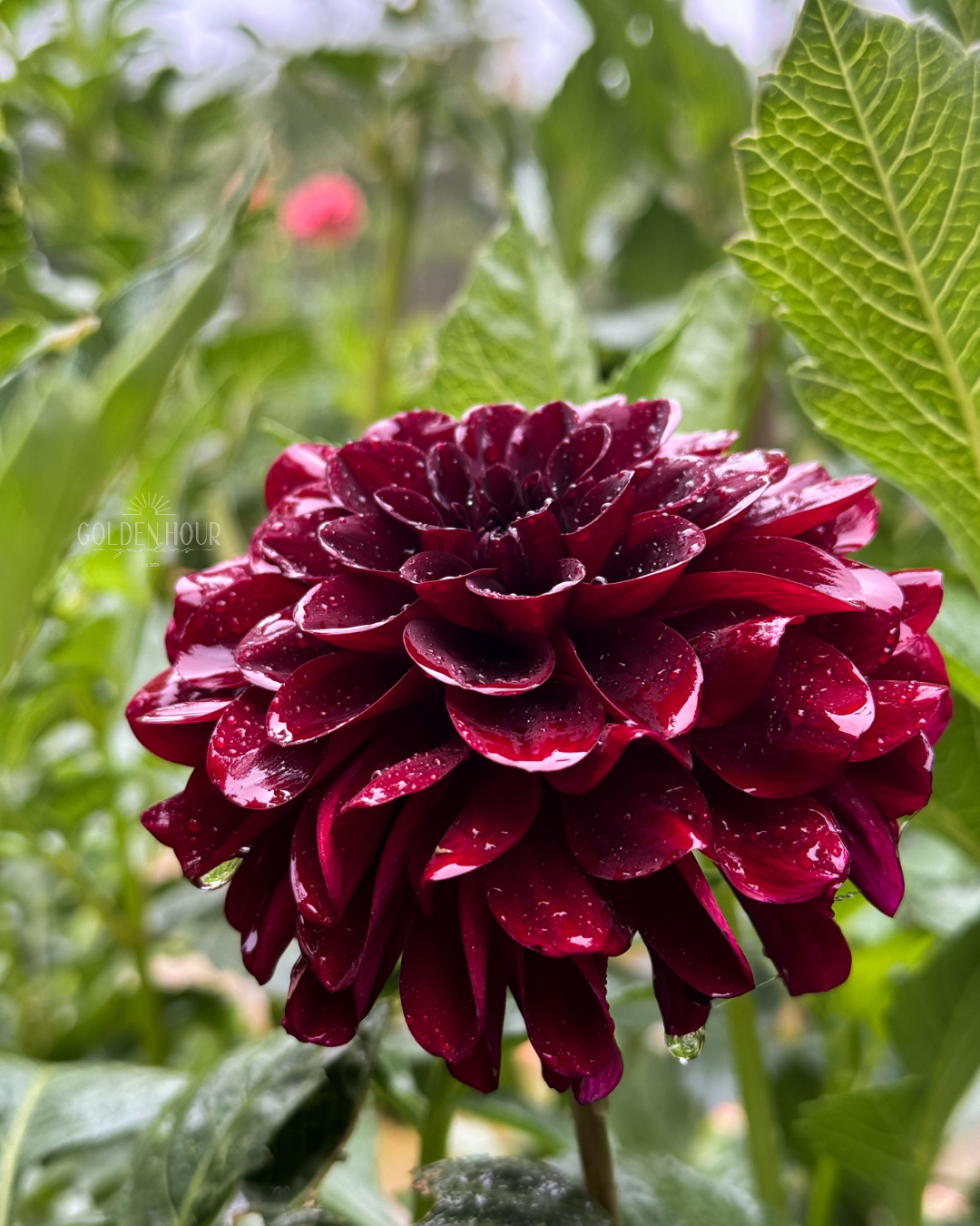 Lights out dahlia tuber, Lights out dahlia bulb, Lights out dahlia flower, Lights out dahlia sale